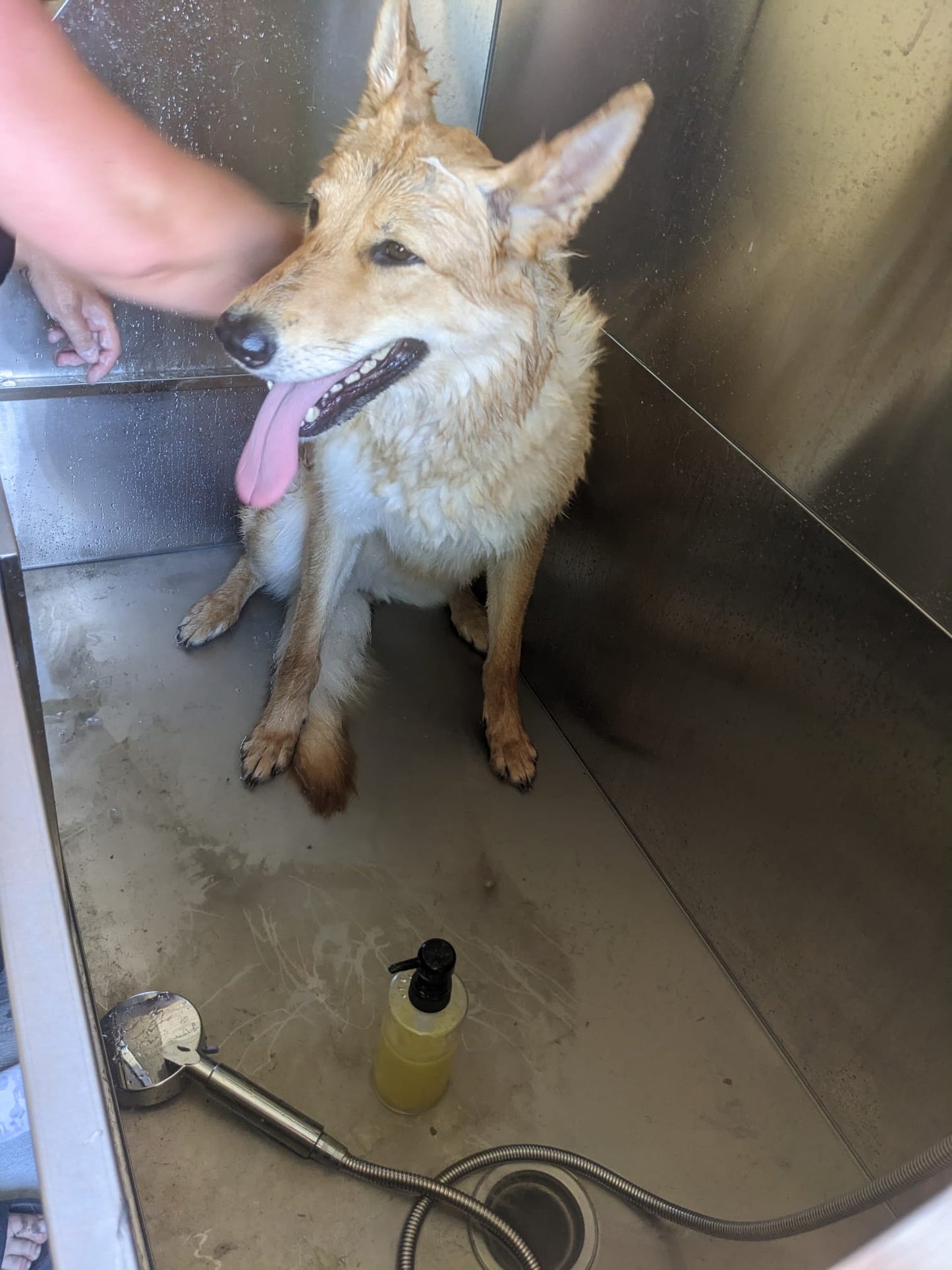 Dog Pamper Session