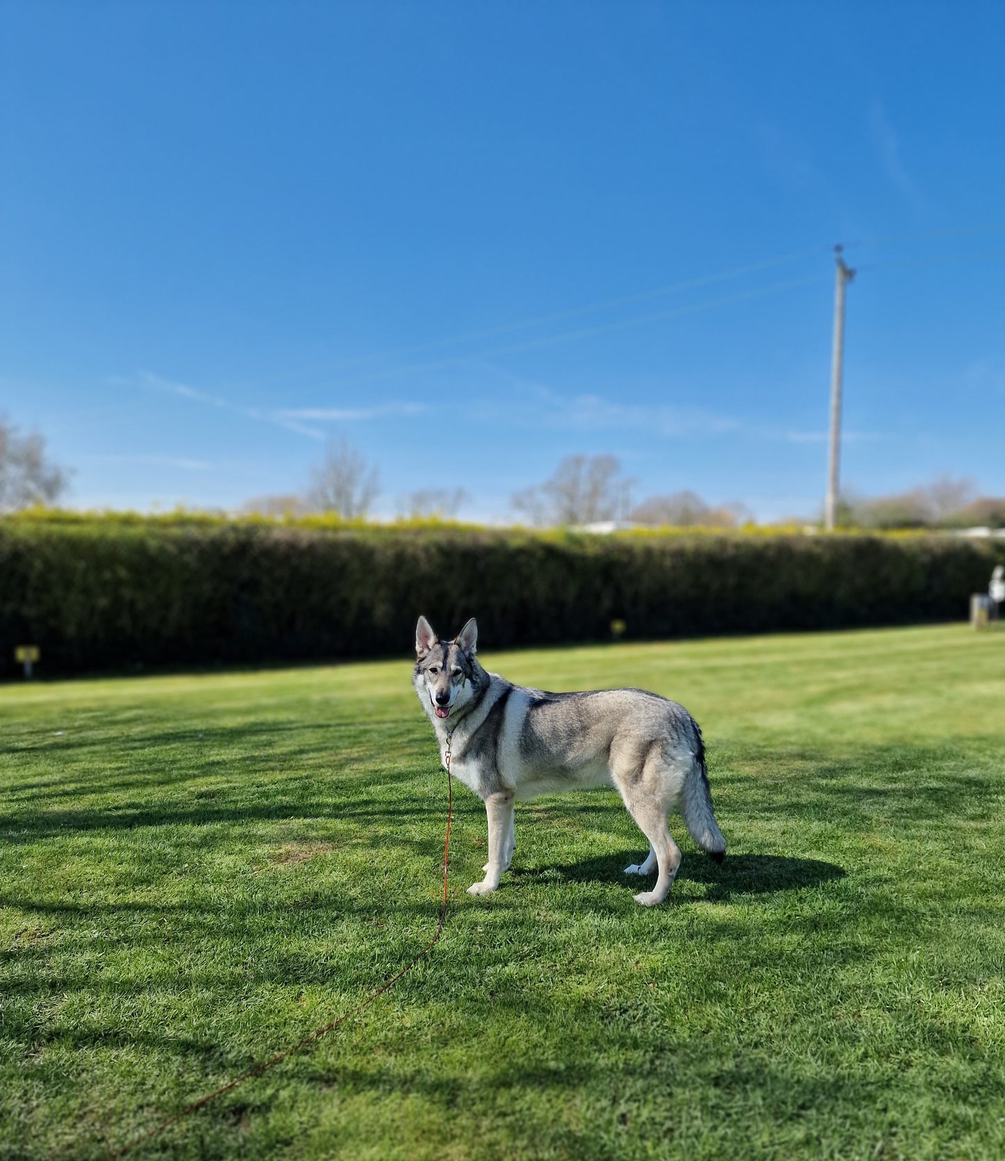 Canine Behaviour Training