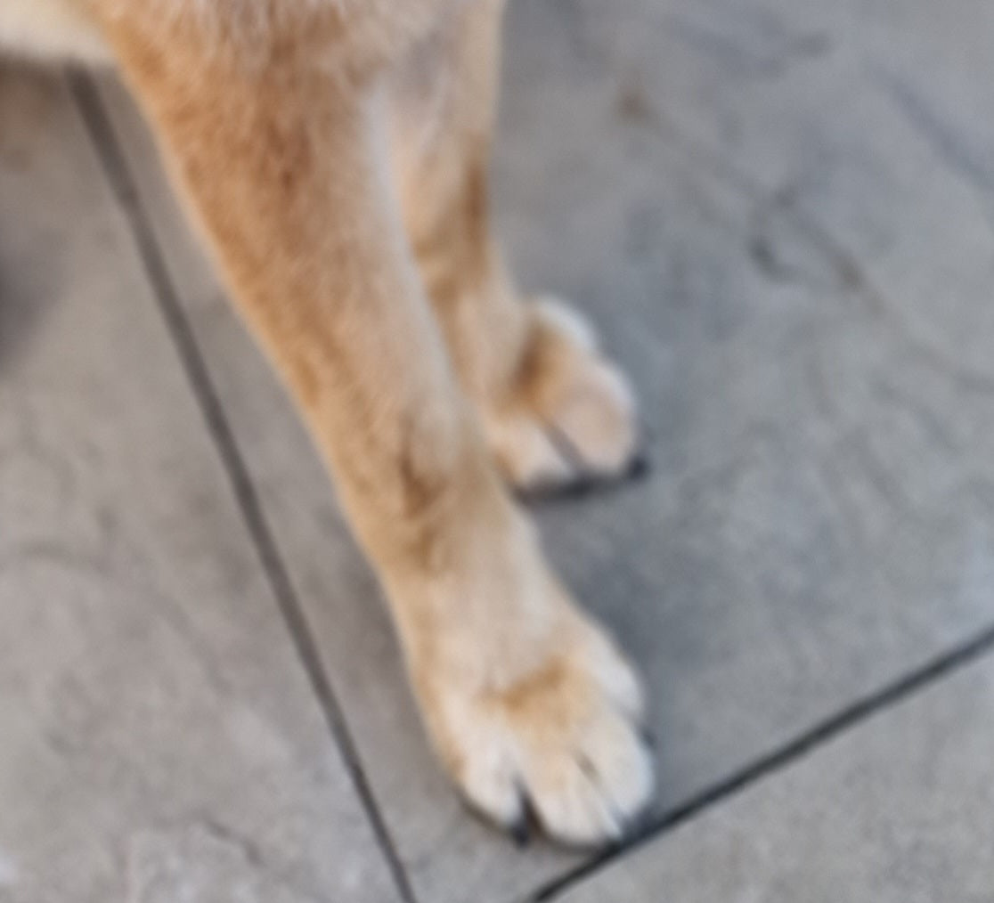 Claw Clipping & Cut
