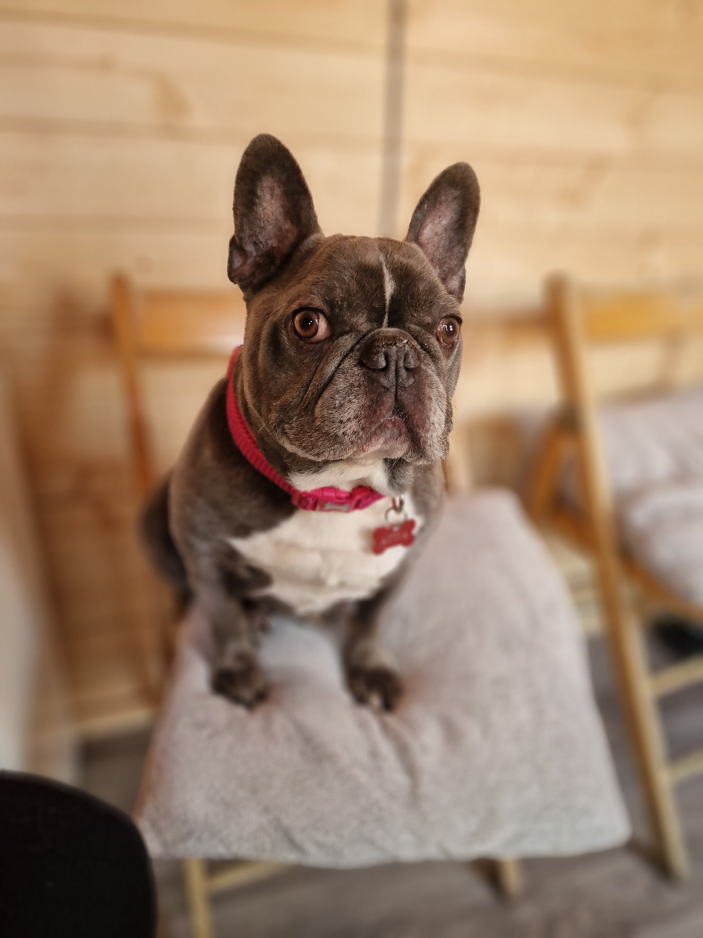 Dog Pamper Session