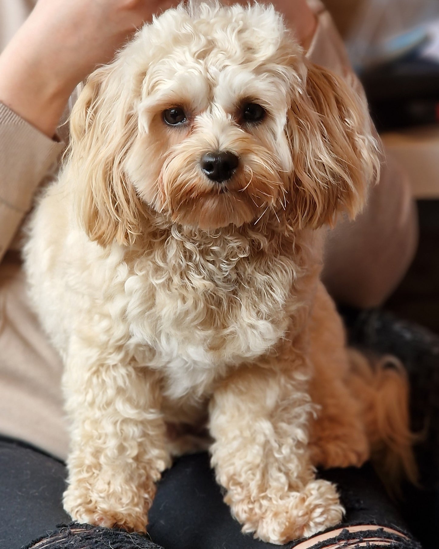 Dog Pamper Session