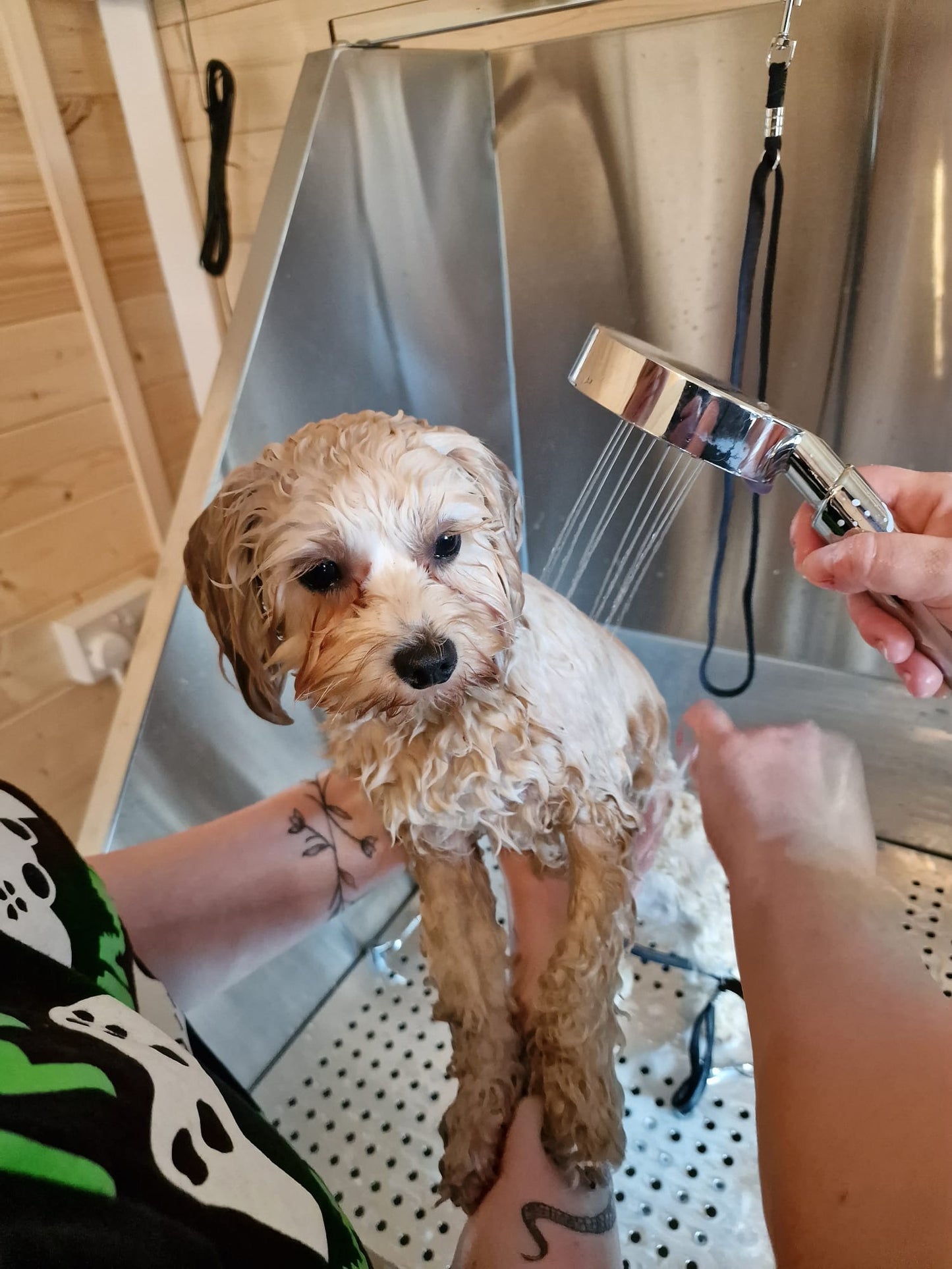 Dog Pamper Session