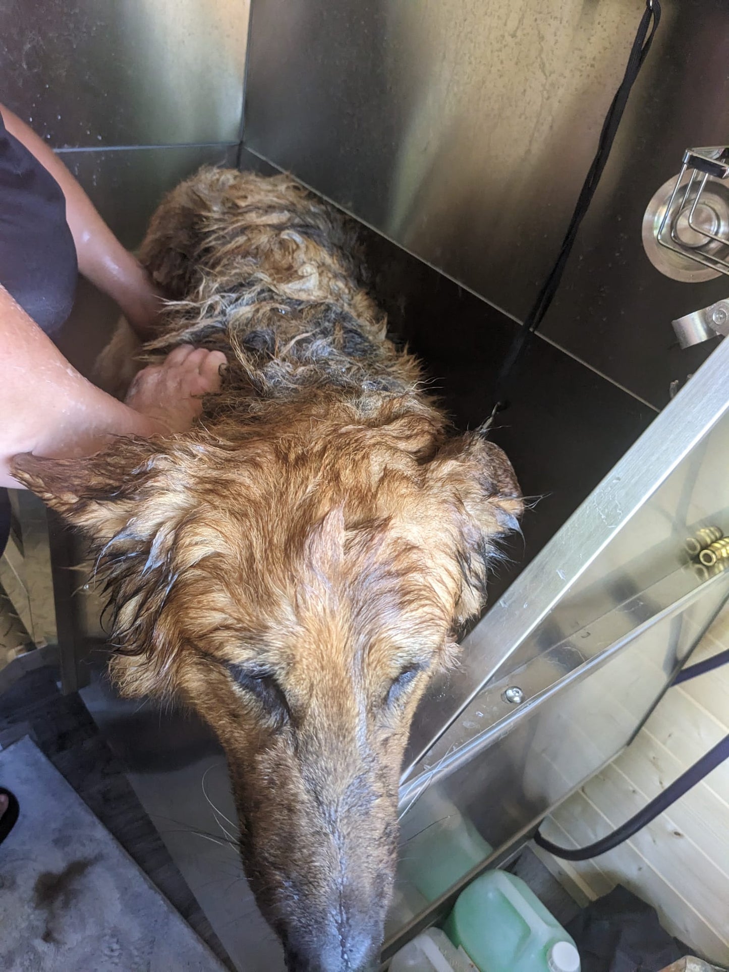 Dog Pamper Session
