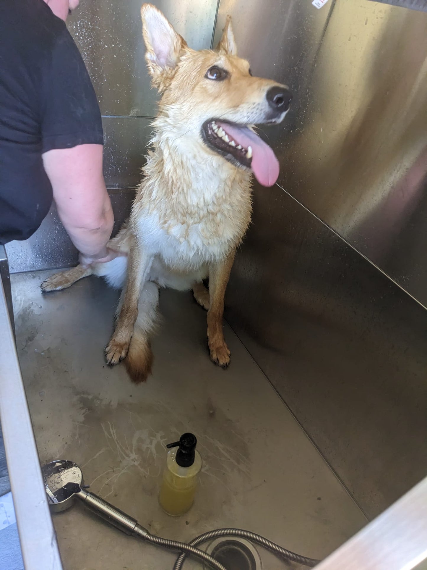 Dog Bath, Dry and Brush